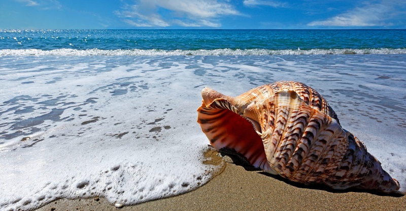 La caracola: Transformación Digital y procesos