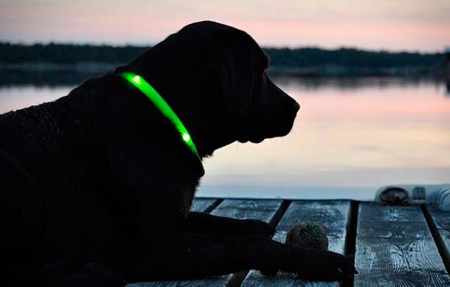 collares-luminosos-para-perros Machine Learning: el collar y el perro