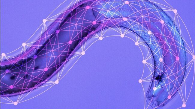 redes neuronales líquidas